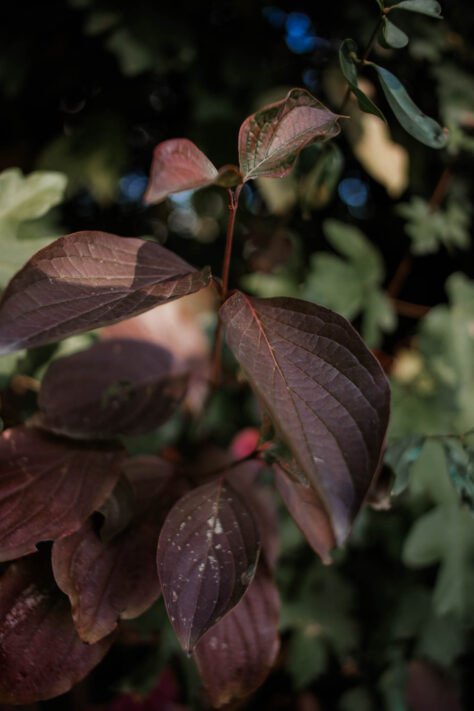 7Artisans 18mm 2.0 Test - Lichtstarkes APS-C Pancake 40