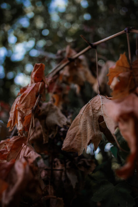 7Artisans 18mm 2.0 Test - Lichtstarkes APS-C Pancake 41