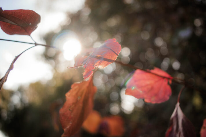 7Artisans 18mm 2.0 Test - Lichtstarkes APS-C Pancake 67