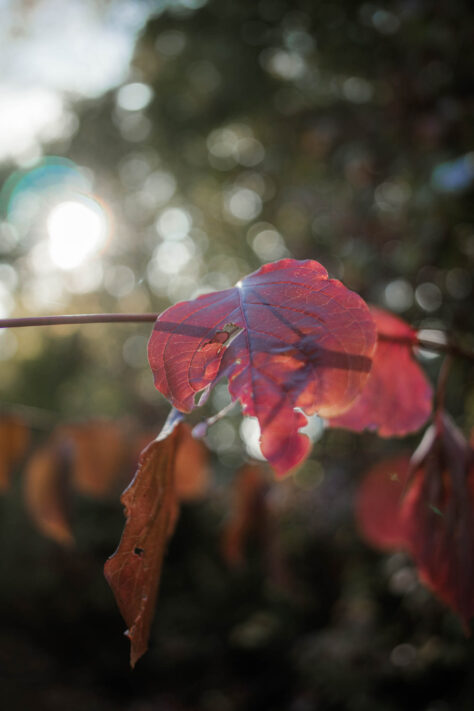 7Artisans 18mm 2.0 Test - Lichtstarkes APS-C Pancake 84