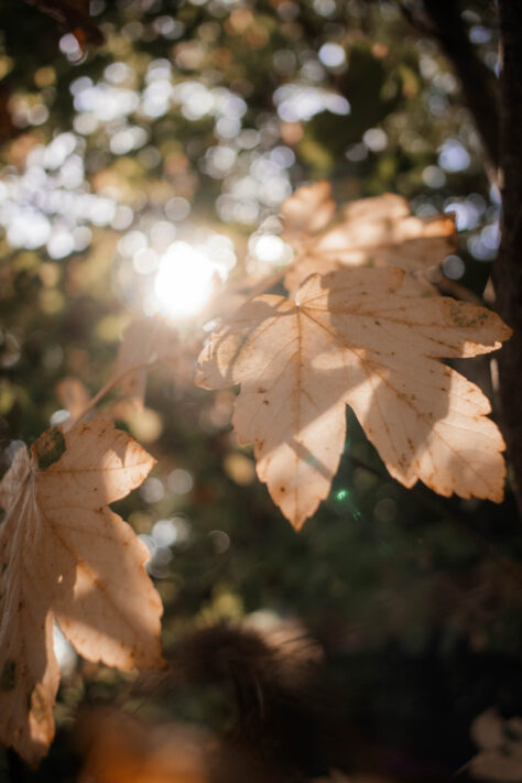 7Artisans 18mm 2.0 Test - Lichtstarkes APS-C Pancake 68