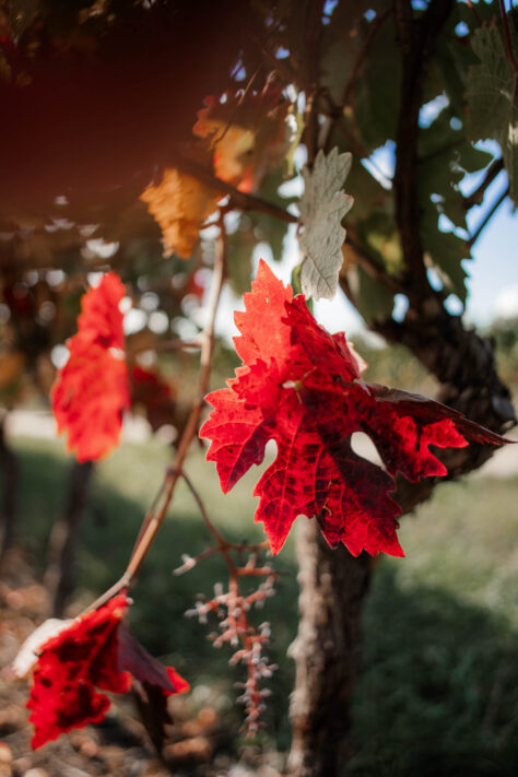 7Artisans 18mm 2.0 Test - Lichtstarkes APS-C Pancake 45