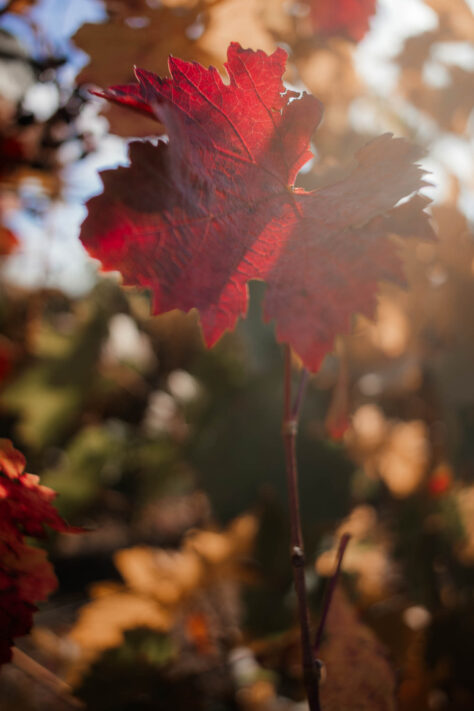 7Artisans 18mm 2.0 Test - Lichtstarkes APS-C Pancake 70