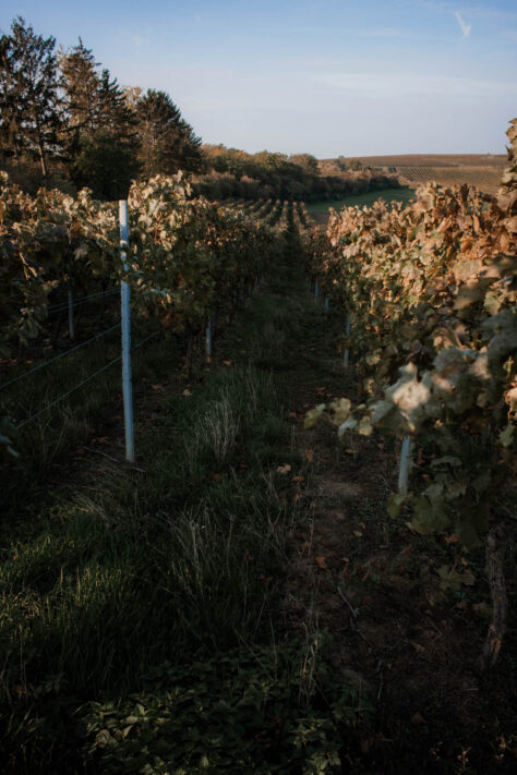 7Artisans 18mm 2.0 Test - Lichtstarkes APS-C Pancake 58