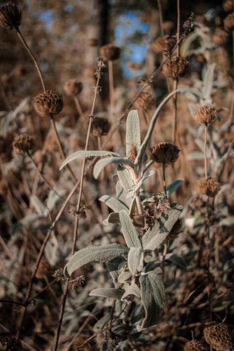 7Artisans 18mm 2.0 Test - Lichtstarkes APS-C Pancake 88