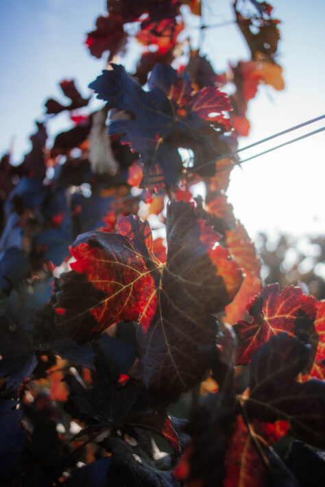 7Artisans 18mm 2.0 Test - Lichtstarkes APS-C Pancake 71