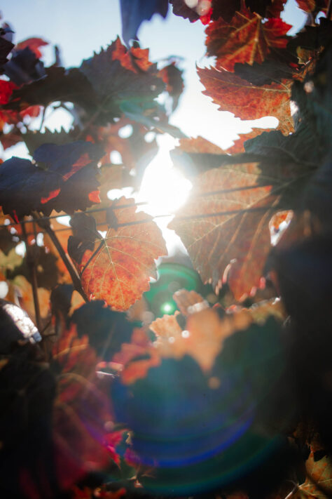 7Artisans 18mm 2.0 Test - Lichtstarkes APS-C Pancake 73